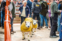 Longtown Ram Fair-14